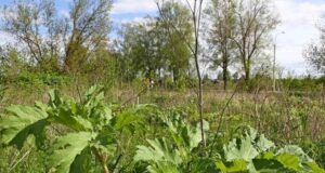 В Ярославской области в три раза увеличат площади обработки от борщевика Сосновского