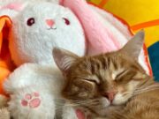 В Рыбинске с продавца игрушек взыскали 110 тысяч рублей из-за Коржика, Карамельки и Компота