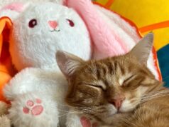 В Рыбинске с продавца игрушек взыскали 110 тысяч рублей из-за Коржика, Карамельки и Компота