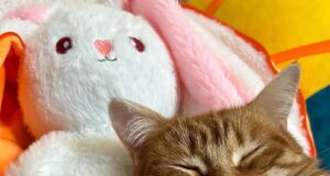 В Рыбинске с продавца игрушек взыскали 110 тысяч рублей из-за Коржика, Карамельки и Компота