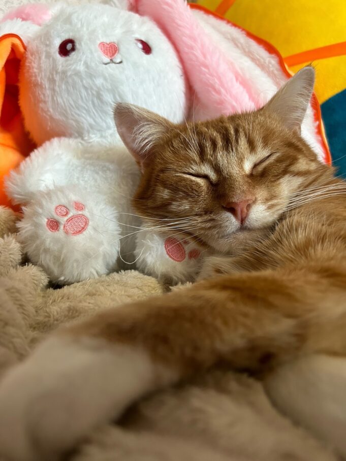 В Рыбинске с продавца игрушек взыскали 110 тысяч рублей из-за Коржика, Карамельки и Компота