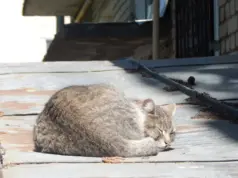 В Рыбинском районе проведут контрольный мониторинг бездомных животных