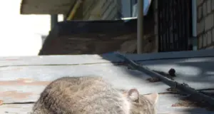 В Рыбинском районе проведут контрольный мониторинг бездомных животных