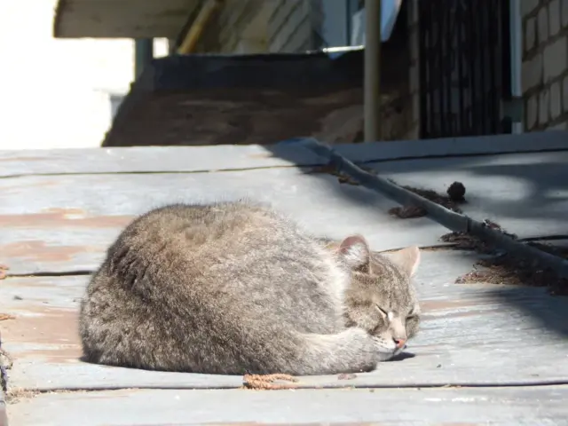 В Рыбинском районе проведут контрольный мониторинг бездомных животных