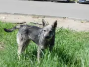 В Рыбинске построят новые площадки для выгула собак