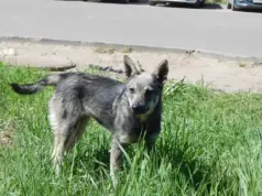 В Рыбинске построят новые площадки для выгула собак