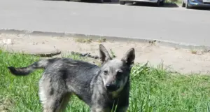 В Рыбинске построят новые площадки для выгула собак