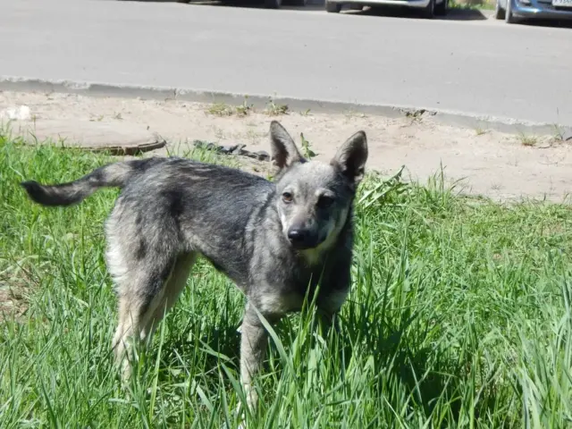 В Рыбинске построят новые площадки для выгула собак