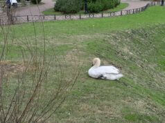 Больно смотреть: у лебедя из Карякинского сада в Рыбинске травмирована лапа