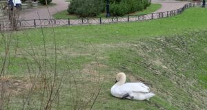 Больно смотреть: у лебедя из Карякинского сада в Рыбинске травмирована лапа