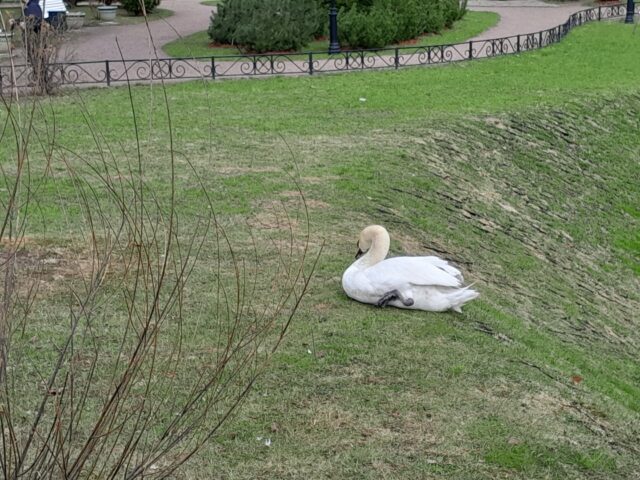 Больно смотреть: у лебедя из Карякинского сада в Рыбинске травмирована лапа