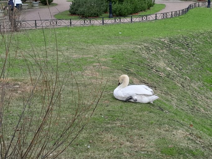 Больно смотреть: у лебедя из Карякинского сада в Рыбинске травмирована лапа