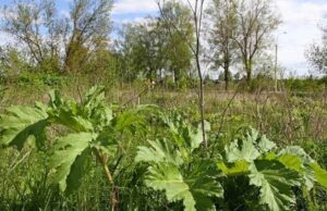 Тех, кто не будет бороться с борщевиком, оштрафуют