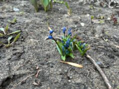 Жителей Рыбинска приглашают присоединиться к месячнику чистоты