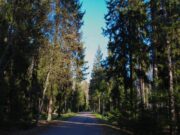 Рыбинцам на заметку: у беременных есть возможность бесплатно отдохнуть в санатории