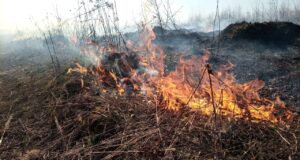 С сегодняшнего дня в Ярославской области действует особый противопожарный режим