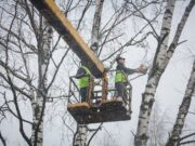 В Рыбинске началась весенняя формовка деревьев