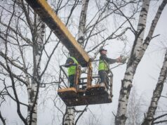 В Рыбинске началась весенняя формовка деревьев