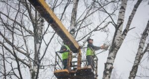 В Рыбинске началась весенняя формовка деревьев