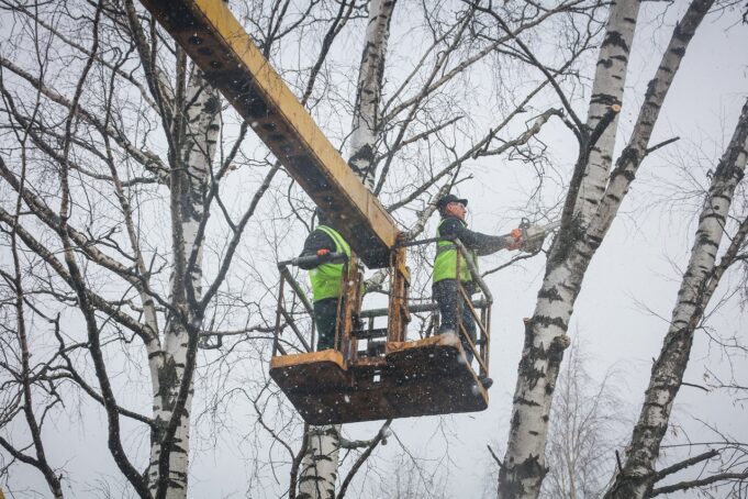 В Рыбинске началась весенняя формовка деревьев