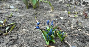 В Рыбинске ожидаются заморозки