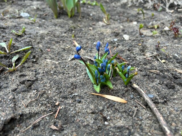 В Рыбинске ожидаются заморозки