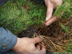 Жители Рыбинска смогут бесплатно получить саженцы кедров