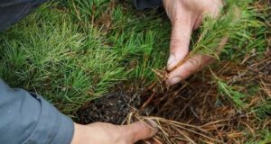 Жители Рыбинска смогут бесплатно получить саженцы кедров