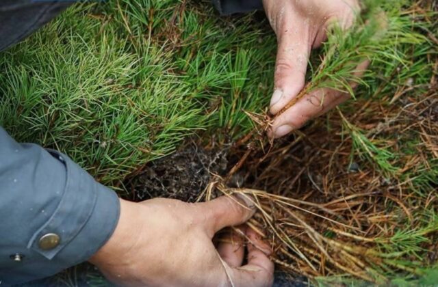 Жители Рыбинска смогут бесплатно получить саженцы кедров