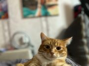 Жители Рыбинска и рыбинского района могут бесплатно привить домашних животных от бешенства