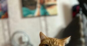 Жители Рыбинска и рыбинского района могут бесплатно привить домашних животных от бешенства