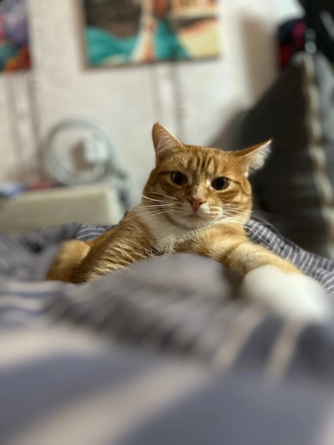 Жители Рыбинска и рыбинского района могут бесплатно привить домашних животных от бешенства