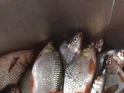 Жителя Рыбинска привлекут к ответственности за незаконный улов