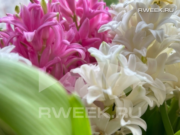 В Рыбинске пройдёт конкурс «Цветущий город»