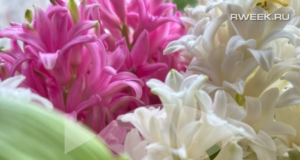 В Рыбинске пройдёт конкурс «Цветущий город»