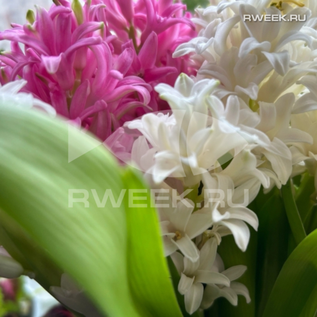 В Рыбинске пройдёт конкурс «Цветущий город»