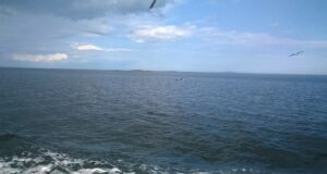 В Рыбинске пройдет турнир по плаванию на открытой воде Hydra Race