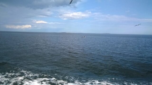 В Рыбинске пройдет турнир по плаванию на открытой воде Hydra Race