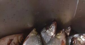 В Рыбинске проводится операция «Нерест»