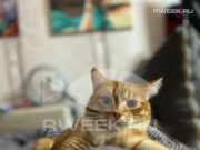 В Ярославской области повысили культуру содержания домашних животных