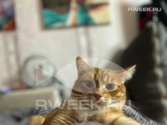 В Ярославской области повысили культуру содержания домашних животных