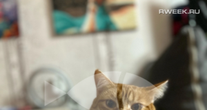 В Ярославской области повысили культуру содержания домашних животных