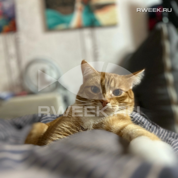 В Ярославской области повысили культуру содержания домашних животных