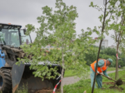 100 саженцев рябины высадили сегодня на улице Суркова