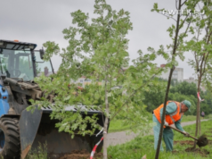 100 саженцев рябины высадили сегодня на улице Суркова