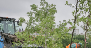 100 саженцев рябины высадили сегодня на улице Суркова