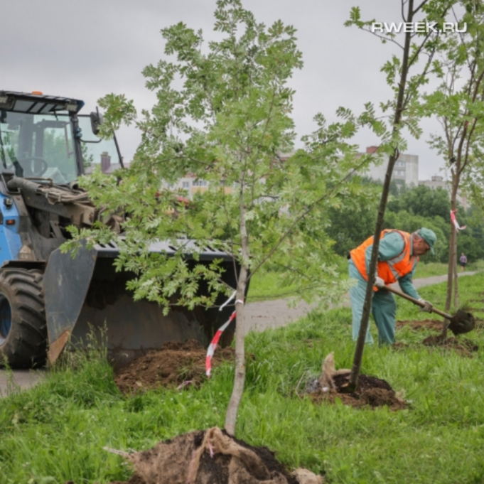 100 саженцев рябины высадили сегодня на улице Суркова