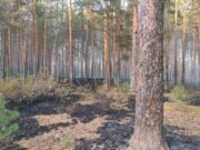 Площадь лесных пожаров в Ярославской области сократилась на 20 процентов