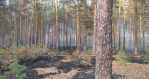 Площадь лесных пожаров в Ярославской области сократилась на 20 процентов