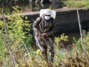 Жители Рыбинска смогут частично компенсировать расходы на обработку от борщевика